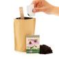 Preview: Minigarten Echinacea