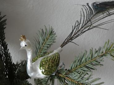 Großer Pfau, weiss