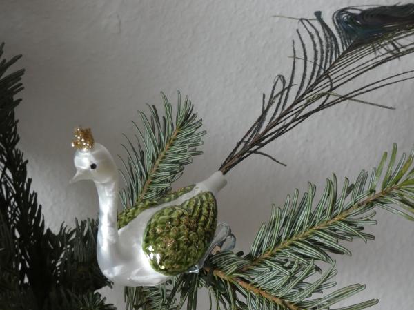 Großer Pfau, weiss