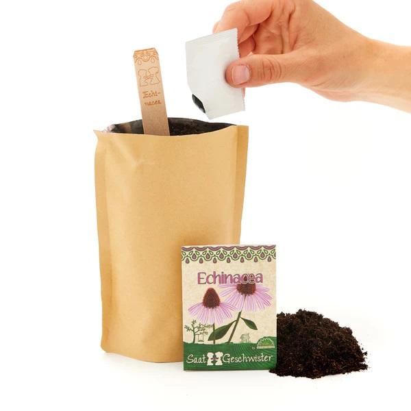 Minigarten Echinacea